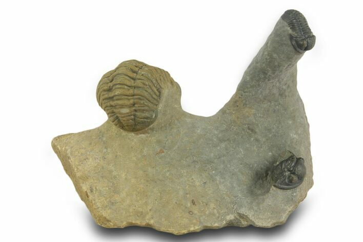 Morocops Trilobite With Gerastos - Ofaten, Morocco #381665